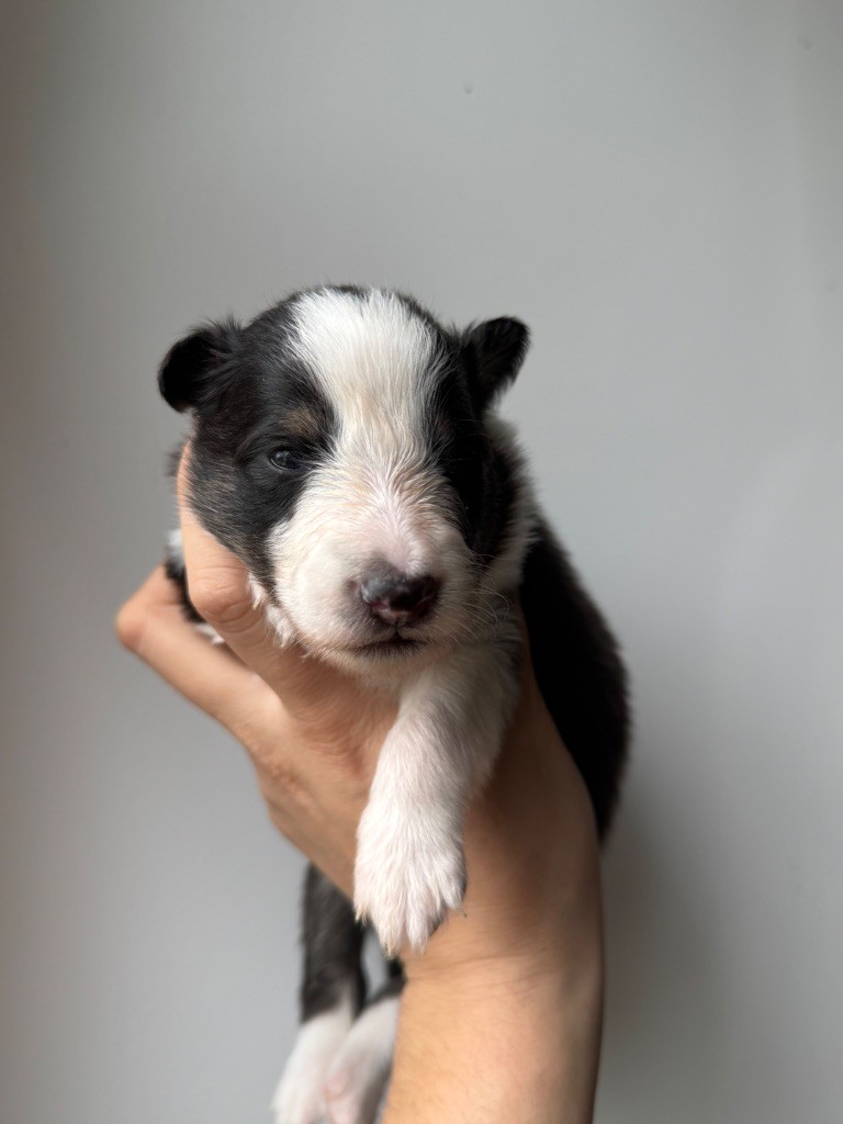 Red Rock River - Chiot disponible  - Shetland Sheepdog