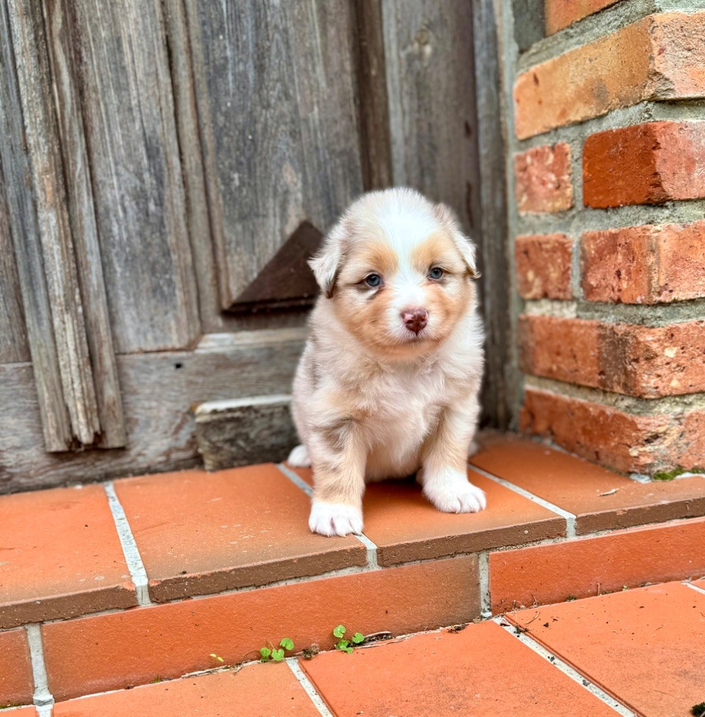 Red Rock River - Chiot disponible  - Berger Australien