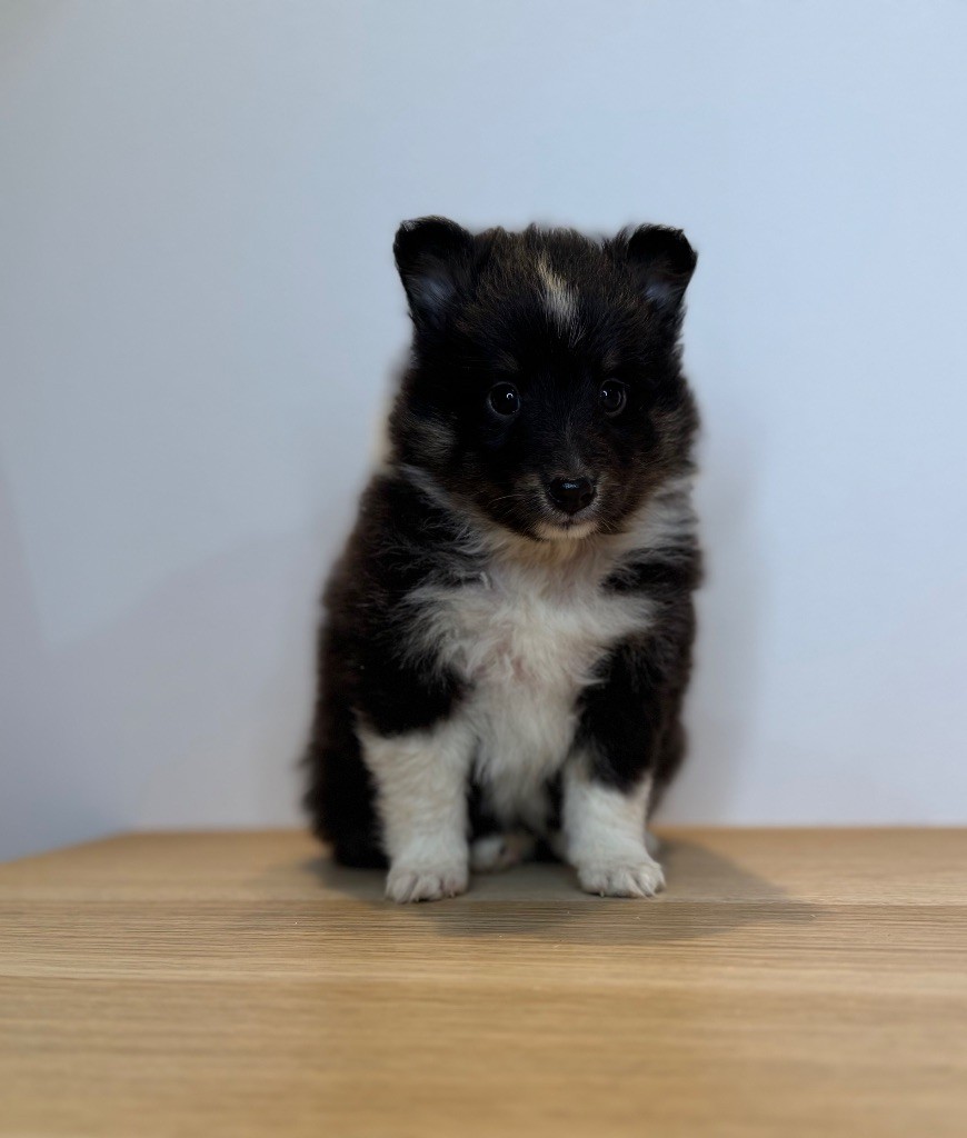 Red Rock River - Chiot disponible  - Shetland Sheepdog