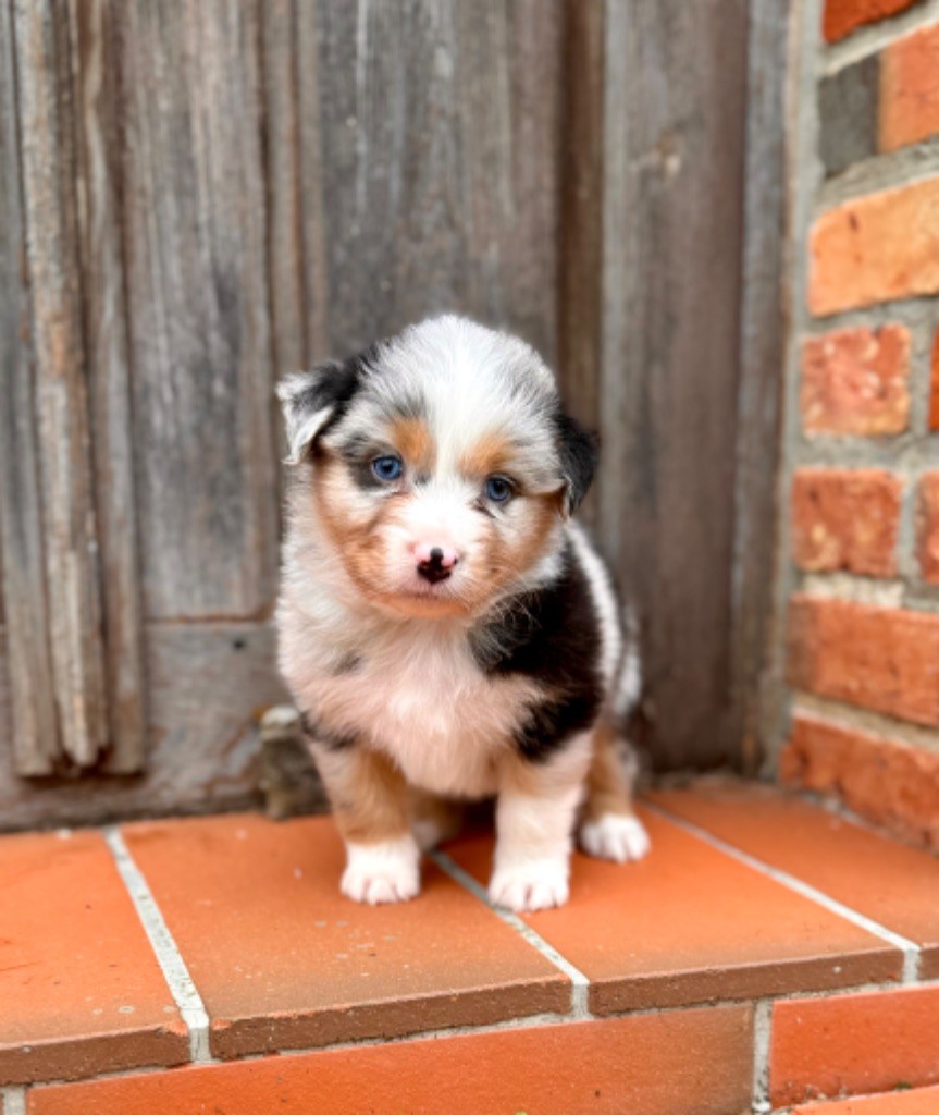 Red Rock River - Chiot disponible  - Berger Australien