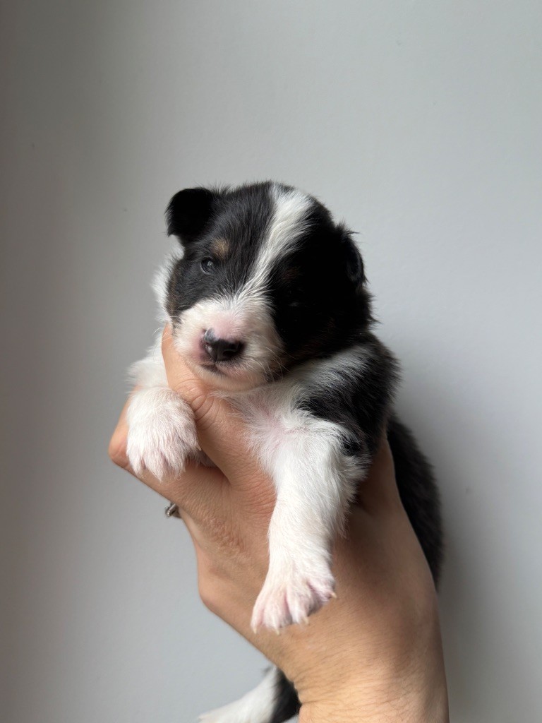 Red Rock River - Chiot disponible  - Shetland Sheepdog