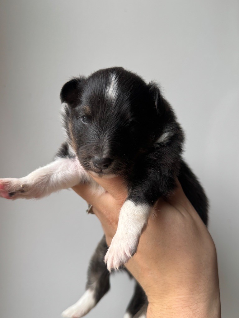 Red Rock River - Chiot disponible  - Shetland Sheepdog