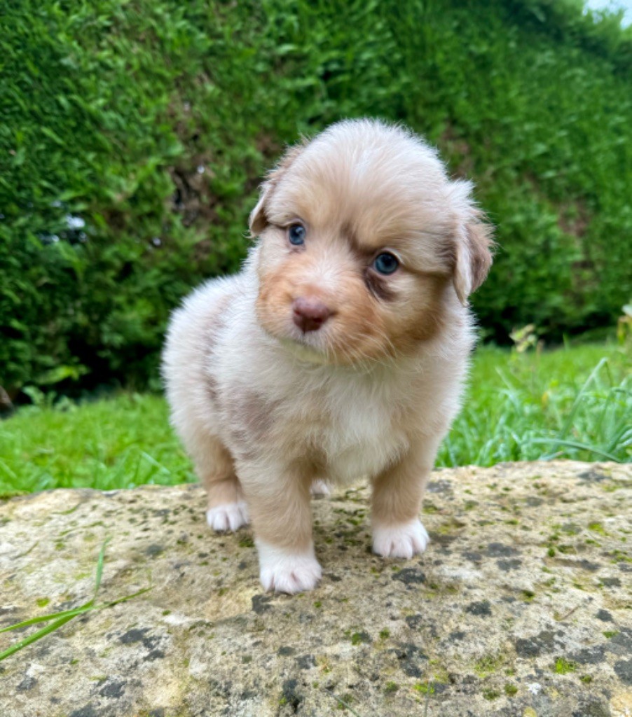 Red Rock River - Chiot disponible  - Berger Australien