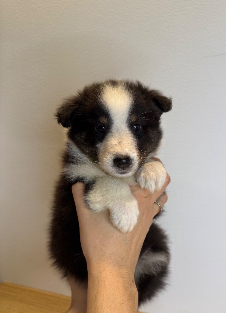 Red Rock River - Chiot disponible  - Shetland Sheepdog