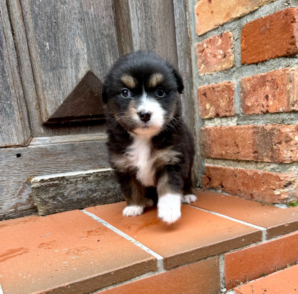 Red Rock River - Chiot disponible  - Berger Australien