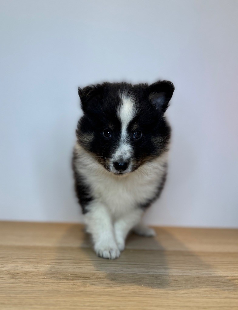 Red Rock River - Chiot disponible  - Shetland Sheepdog