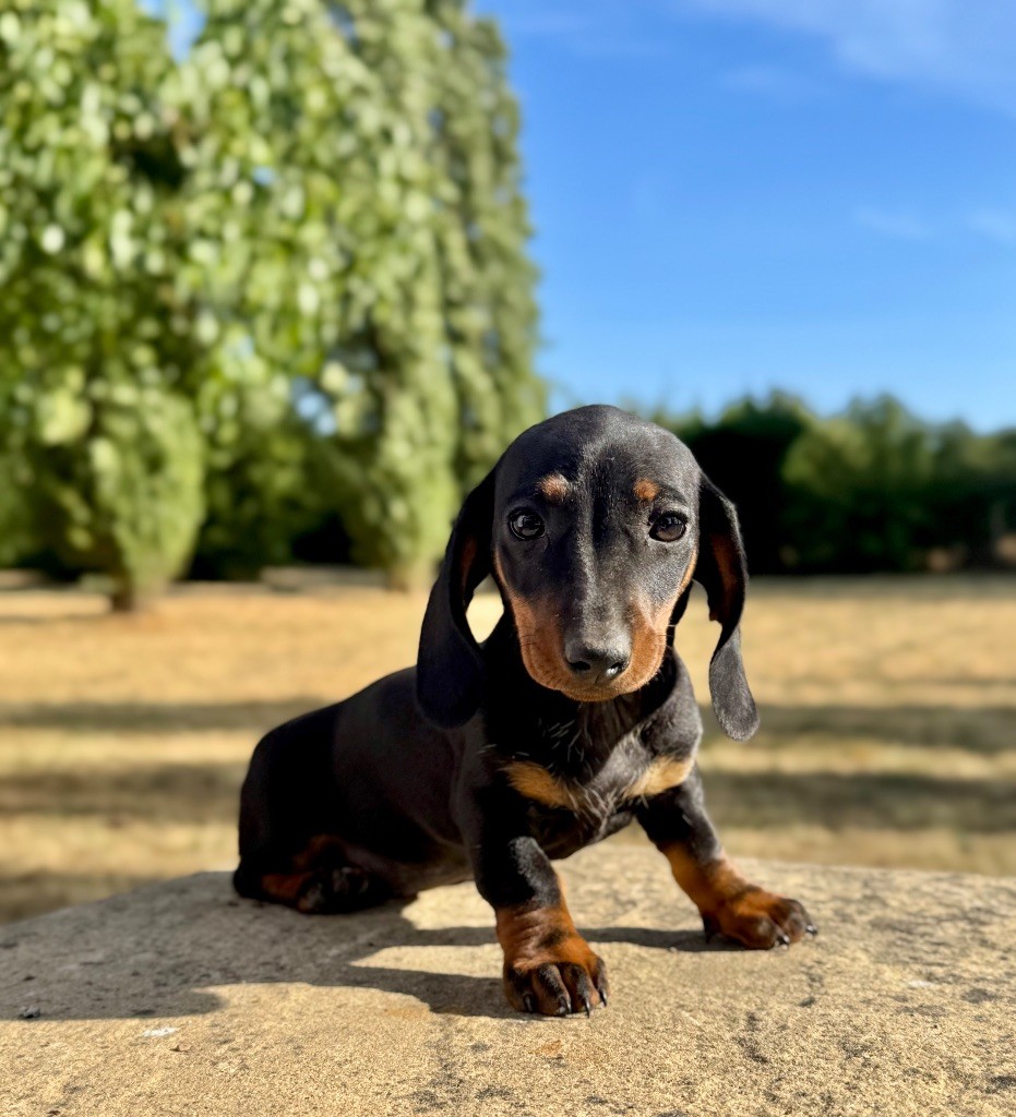 Red Rock River - Chiots disponibles - Teckel poil ras