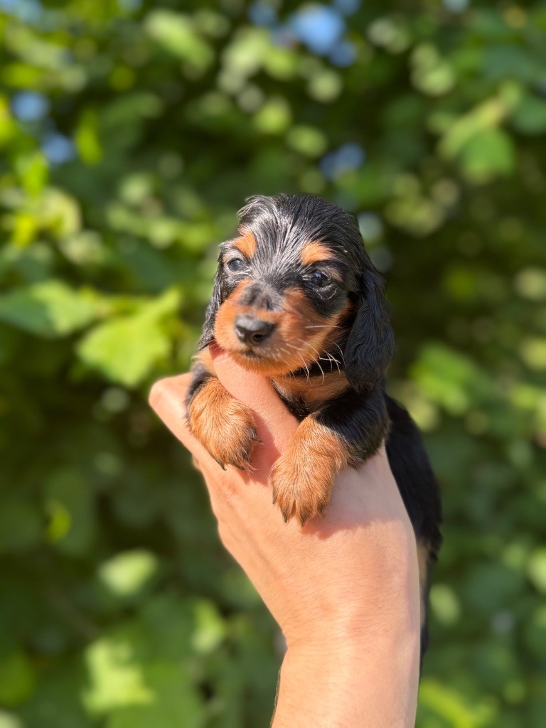 Red Rock River - Chiots disponibles - Teckel poil long