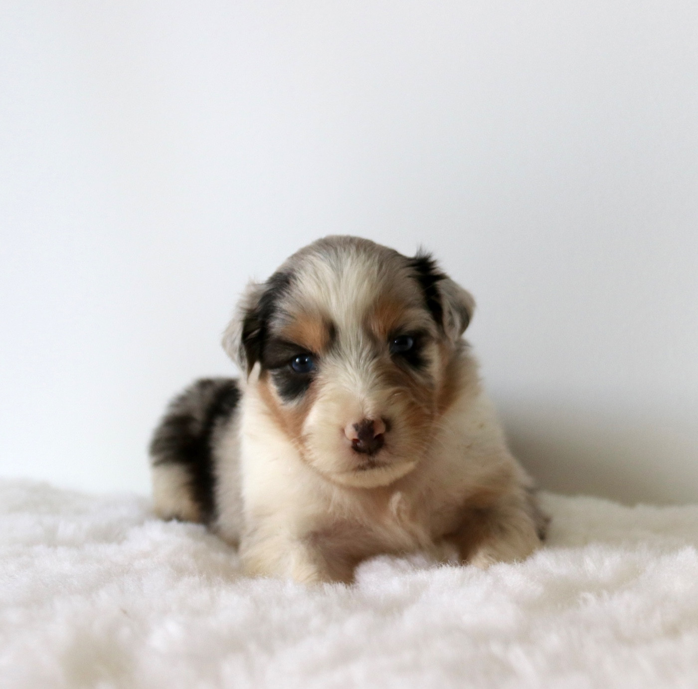 Red Rock River - Chiots disponibles - Berger Australien