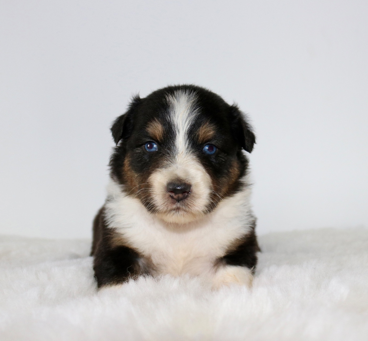 Red Rock River - Chiots disponibles - Berger Australien