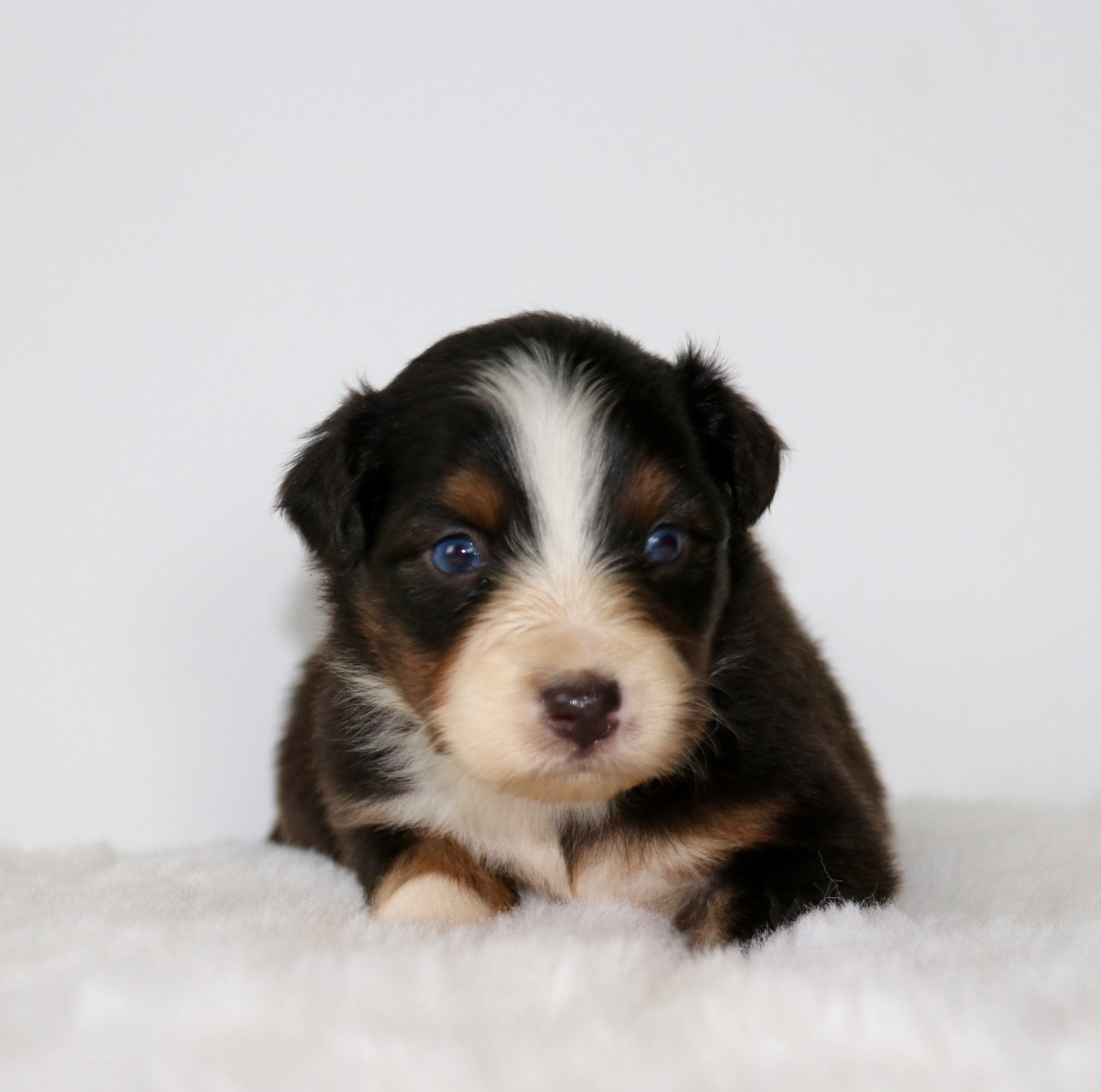 Red Rock River - Chiots disponibles - Berger Australien