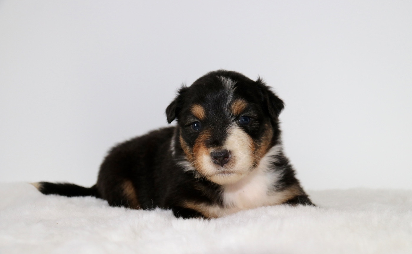 Red Rock River - Chiots disponibles - Berger Australien