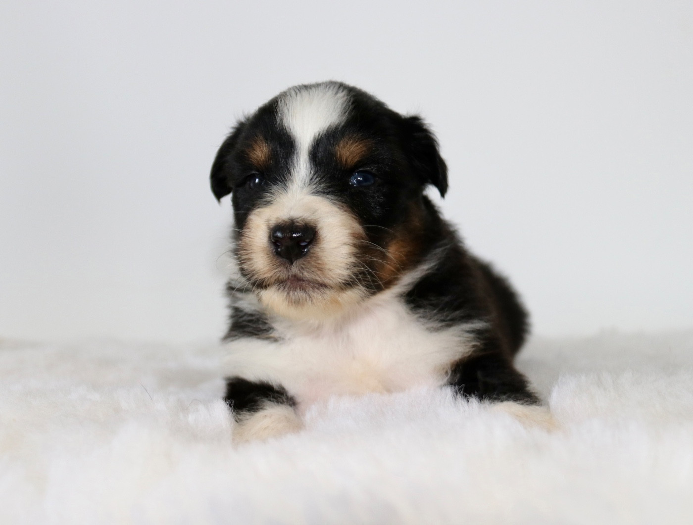 Red Rock River - Chiots disponibles - Berger Australien