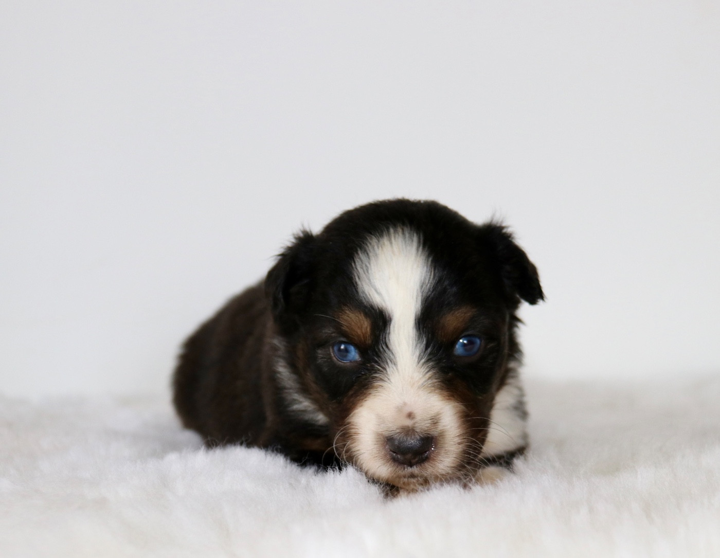 Red Rock River - Chiots disponibles - Berger Australien