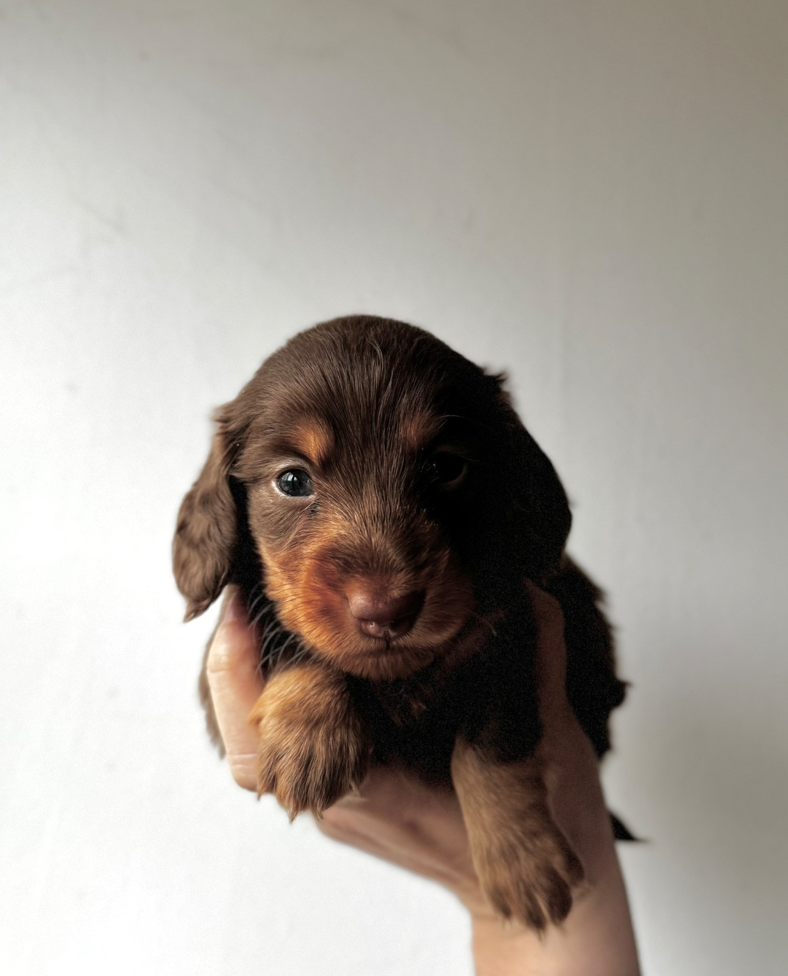 Red Rock River - Chiots disponibles - Teckel poil long