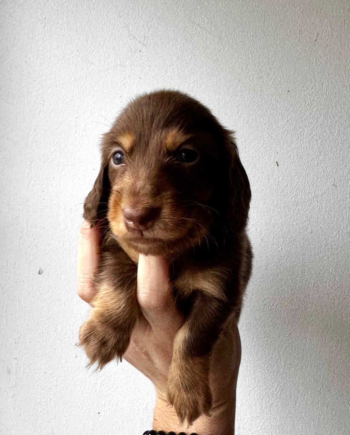 Red Rock River - Chiots disponibles - Teckel poil long