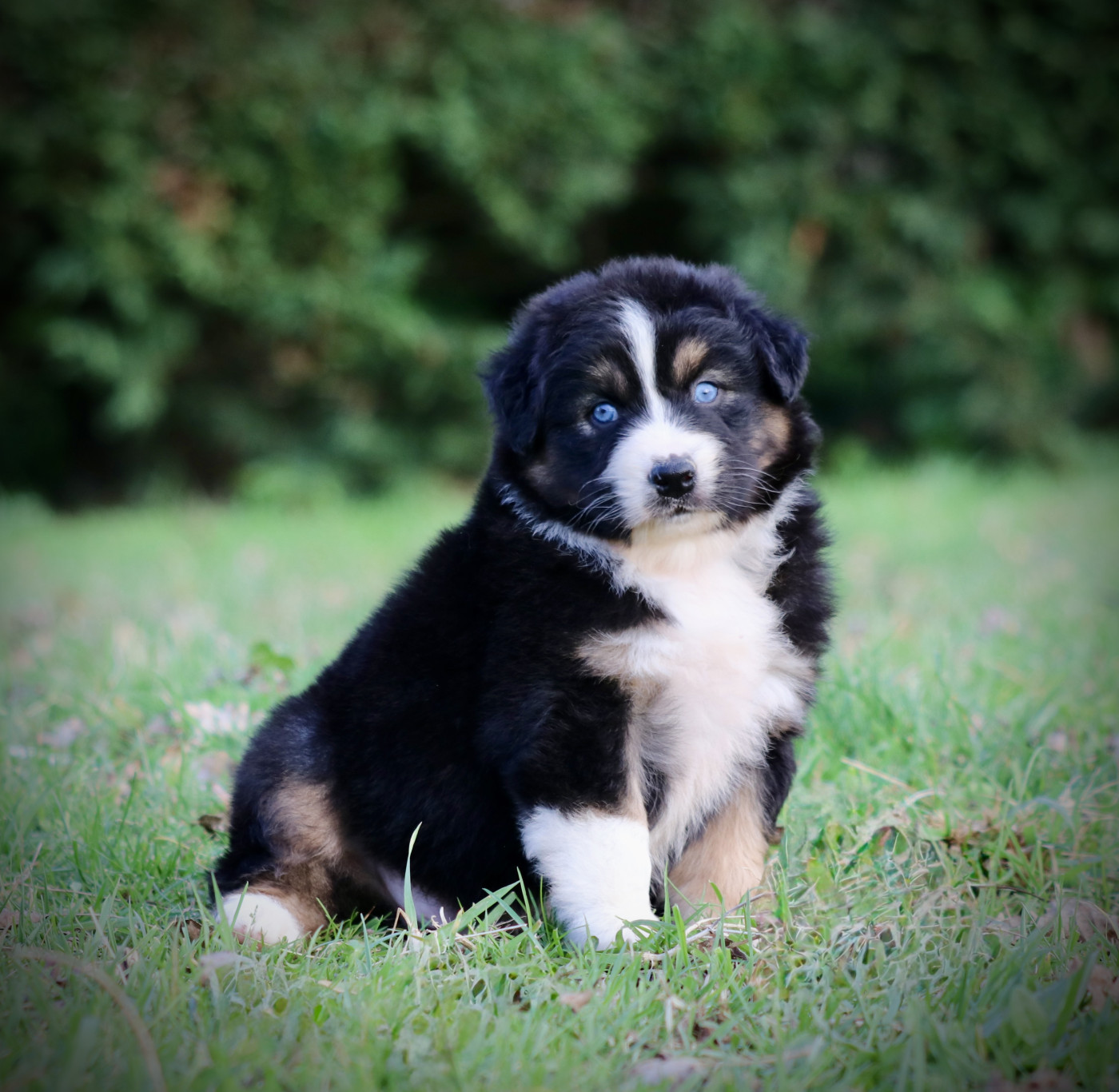 Chiot Berger Australien Red Rock River