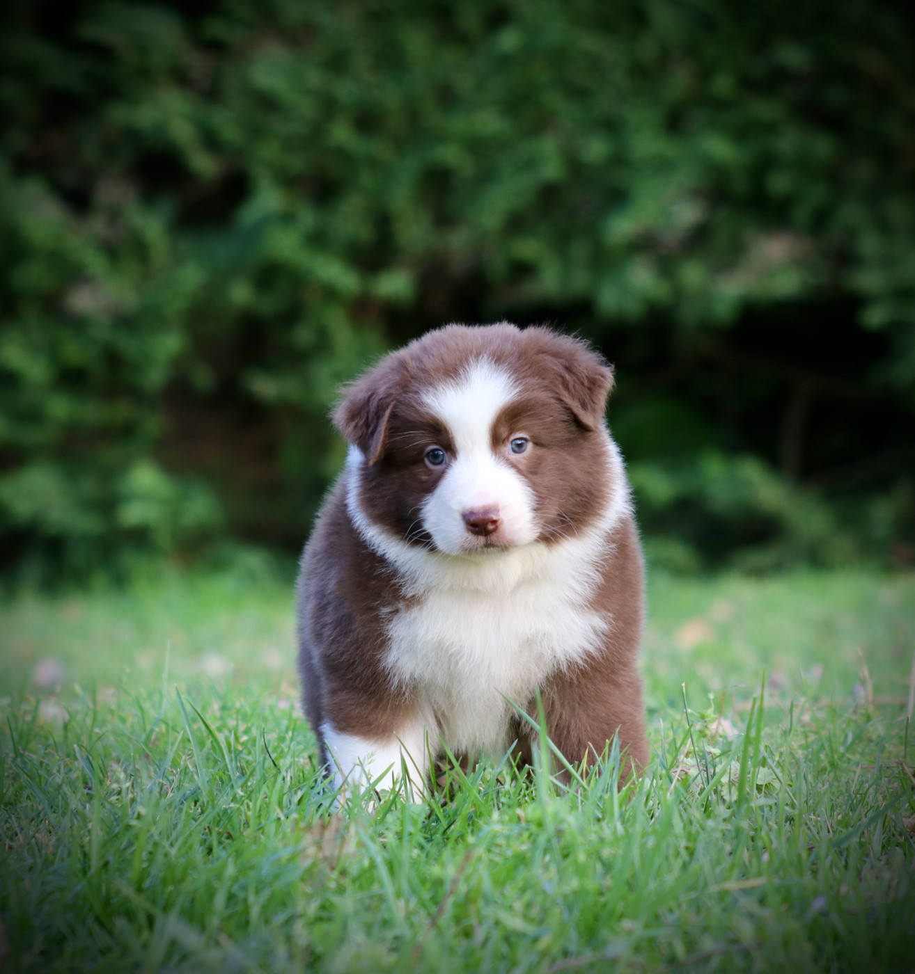 Red Rock River - Chiots disponibles - Berger Australien