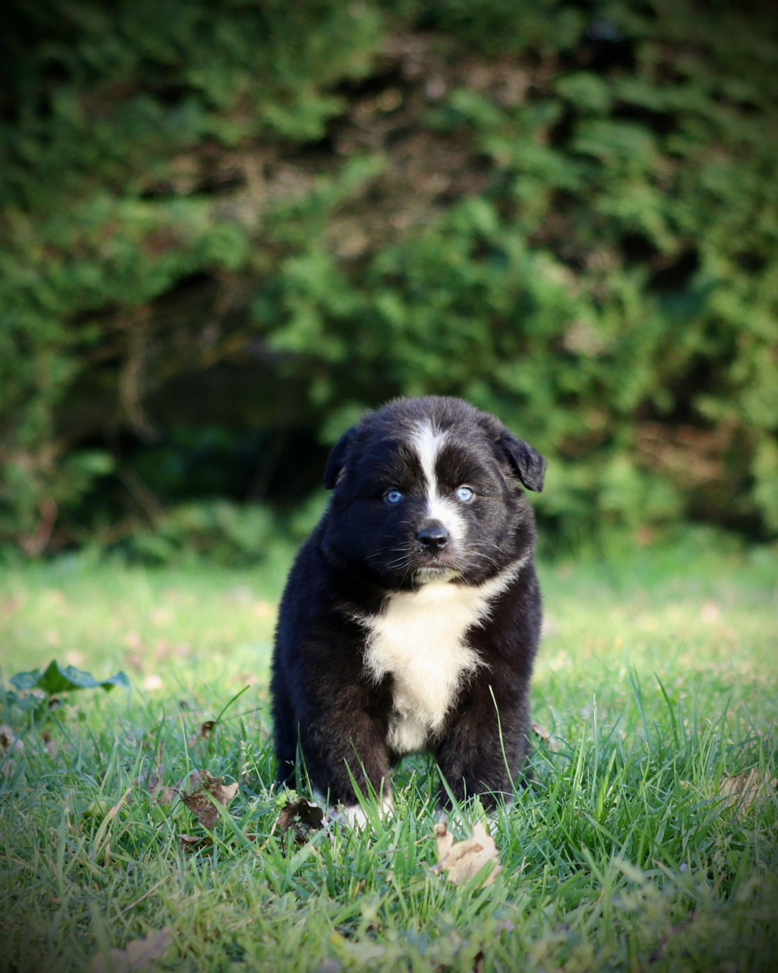 Red Rock River - Chiots disponibles - Berger Australien