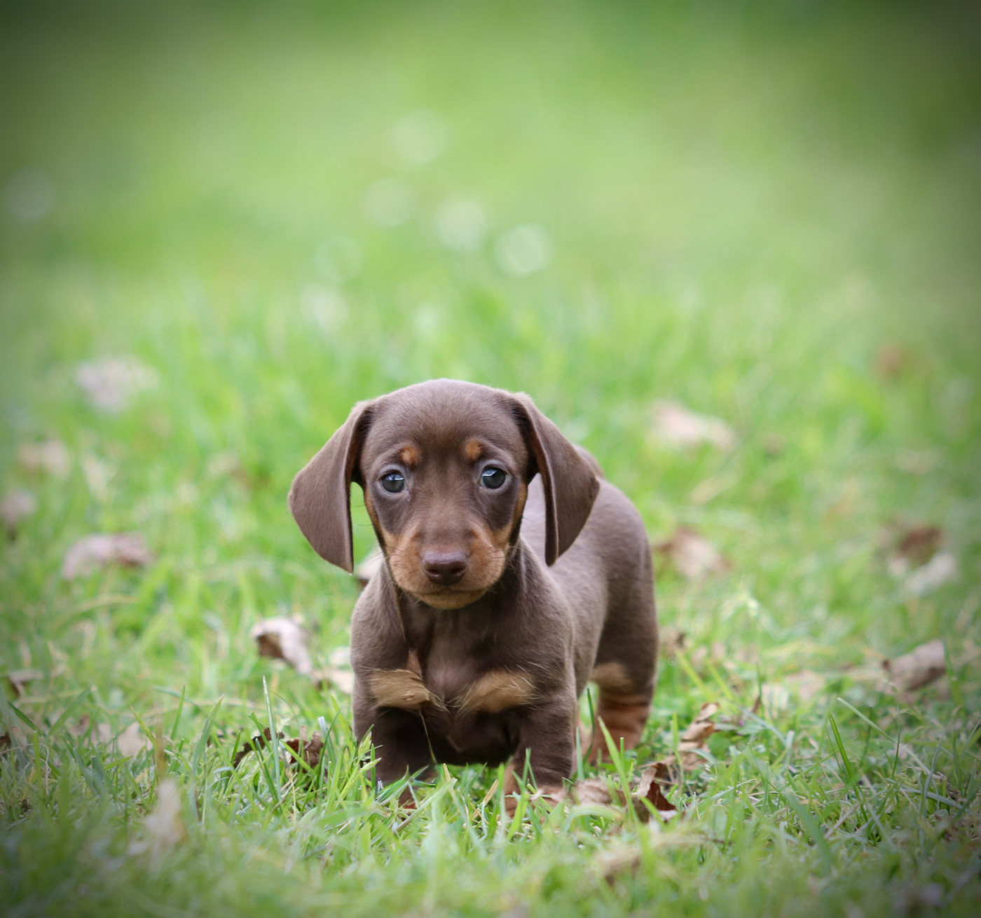 Red Rock River - Chiots disponibles - Teckel poil ras