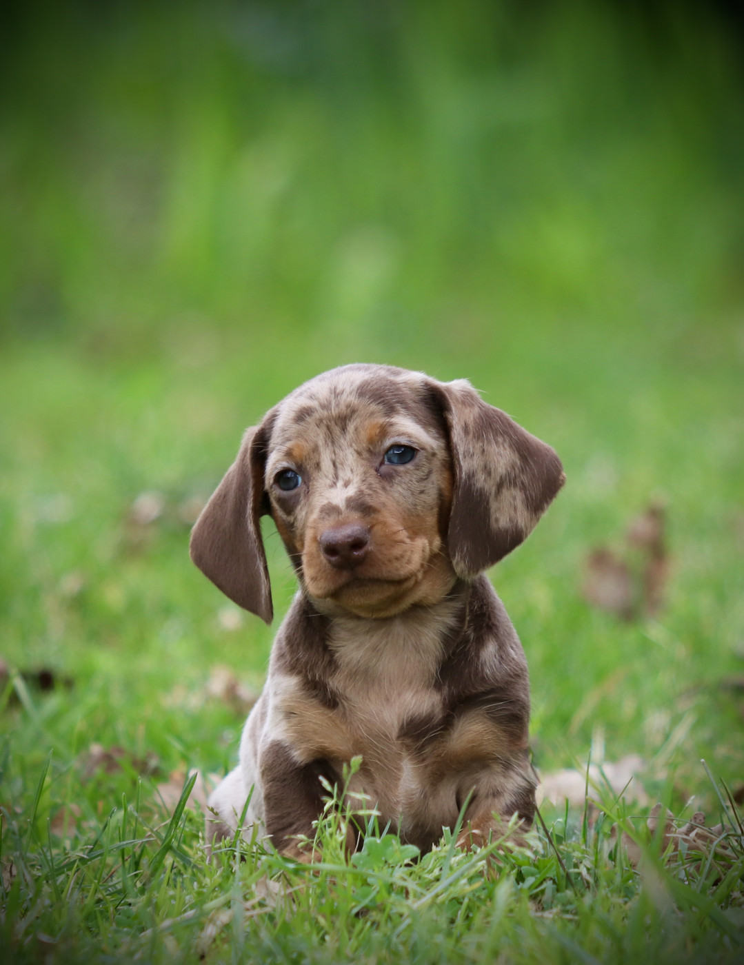 Red Rock River - Chiots disponibles - Teckel poil ras