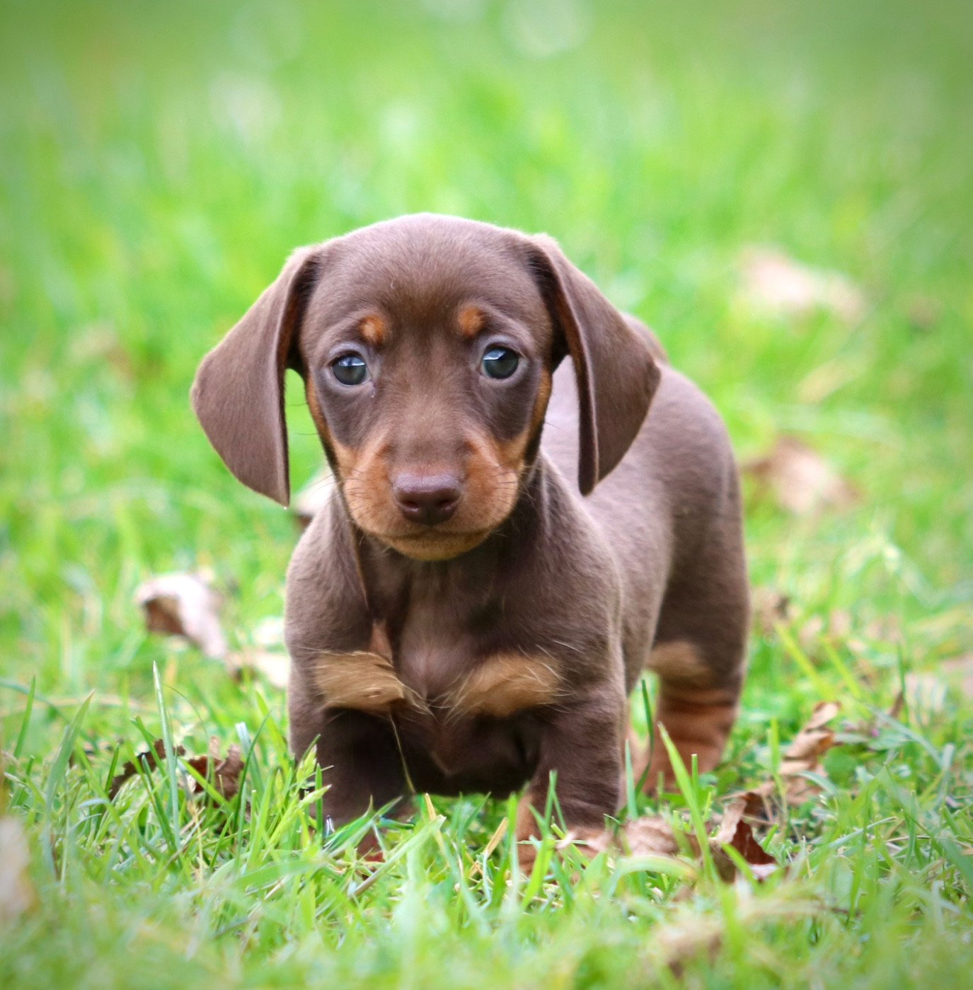 Red Rock River - Chiots disponibles - Teckel poil ras