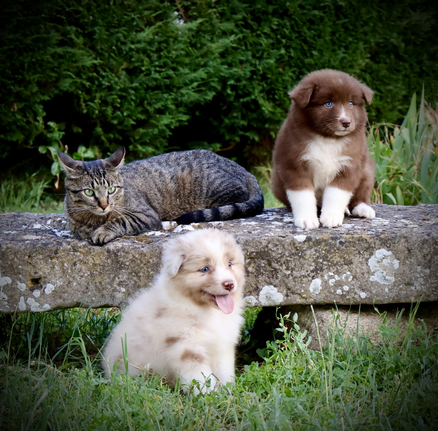 Chiot Berger Australien Red Rock River