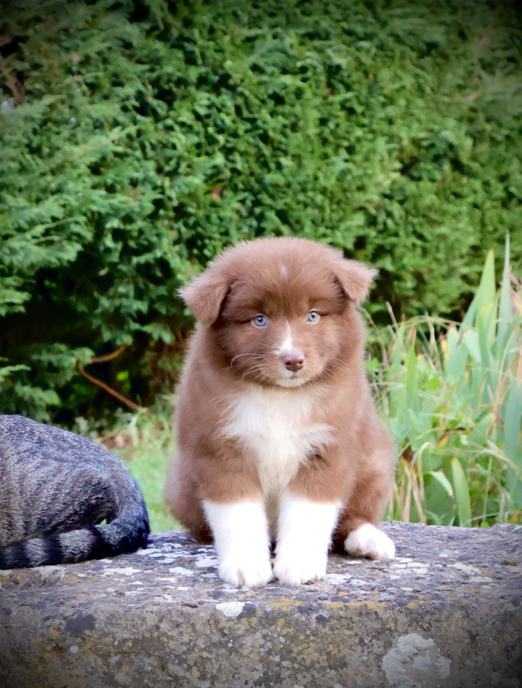 Red Rock River - Chiots disponibles - Berger Australien