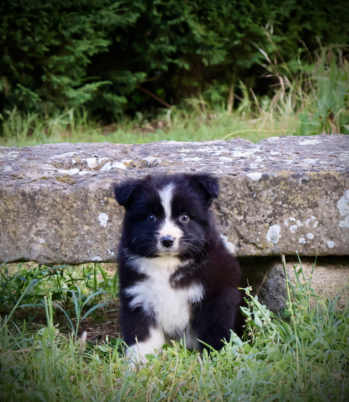 Red Rock River - Chiots disponibles - Berger Australien