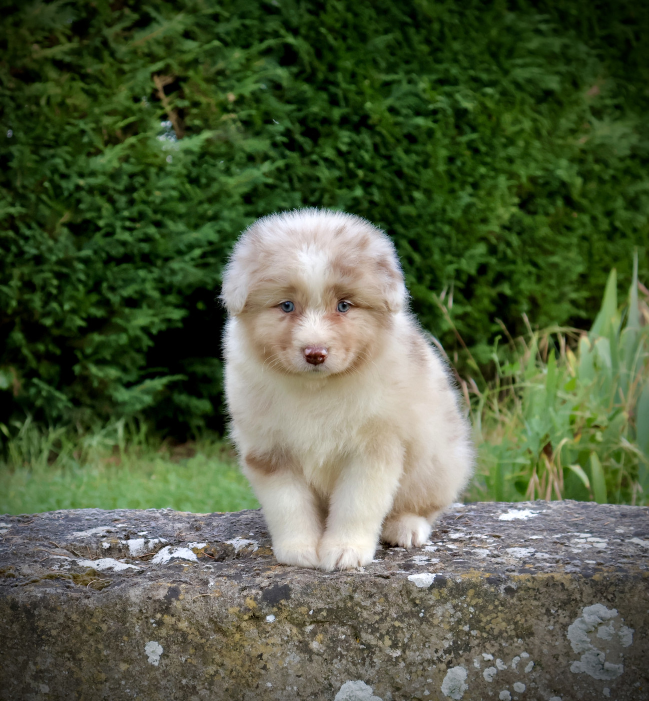 Red Rock River - Chiots disponibles - Berger Australien