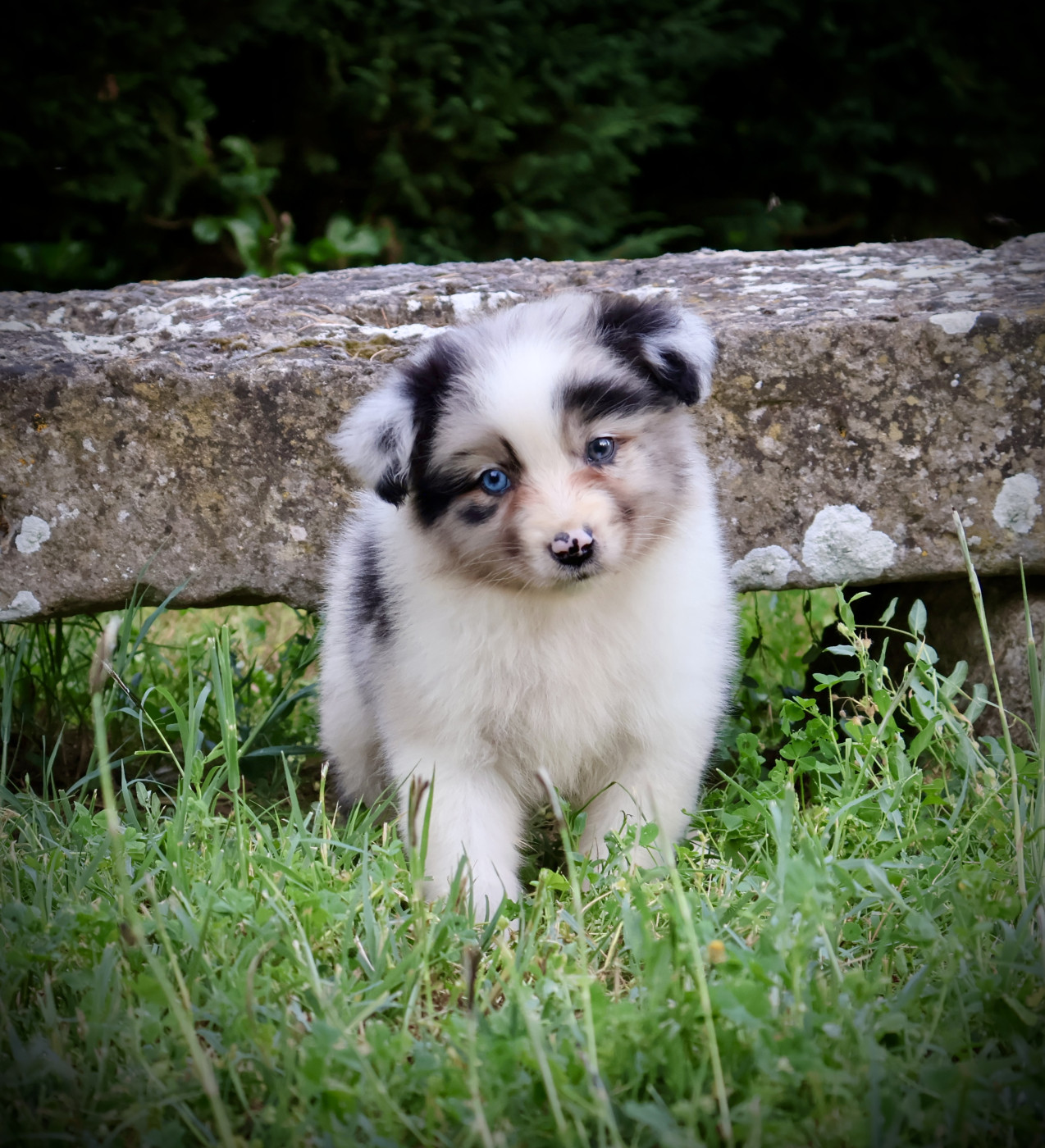Red Rock River - Chiots disponibles - Berger Australien