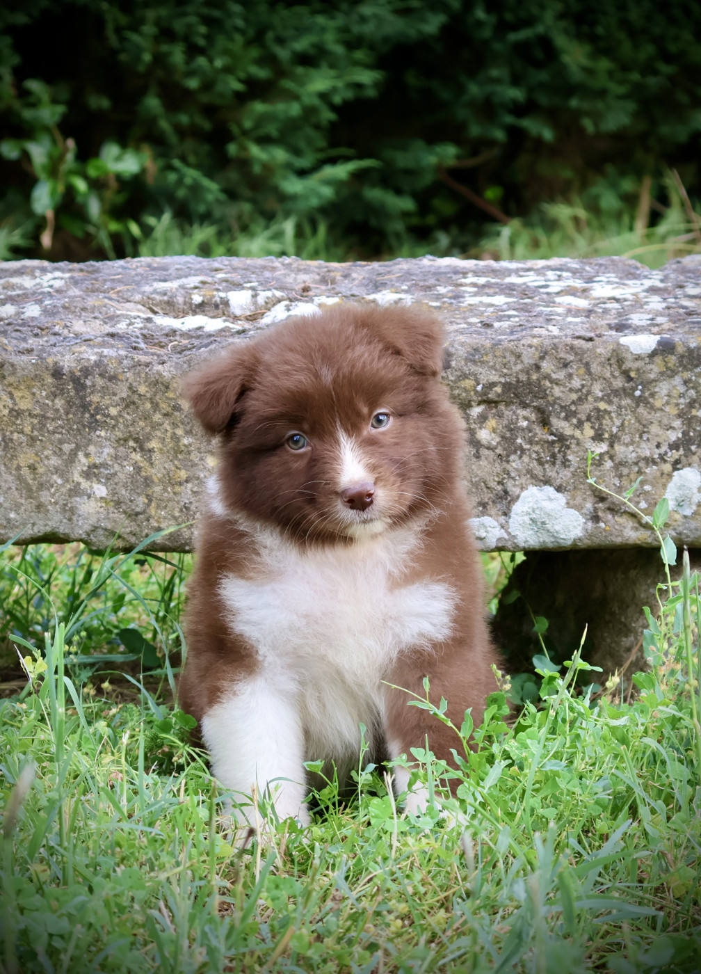 Red Rock River - Chiots disponibles - Berger Australien