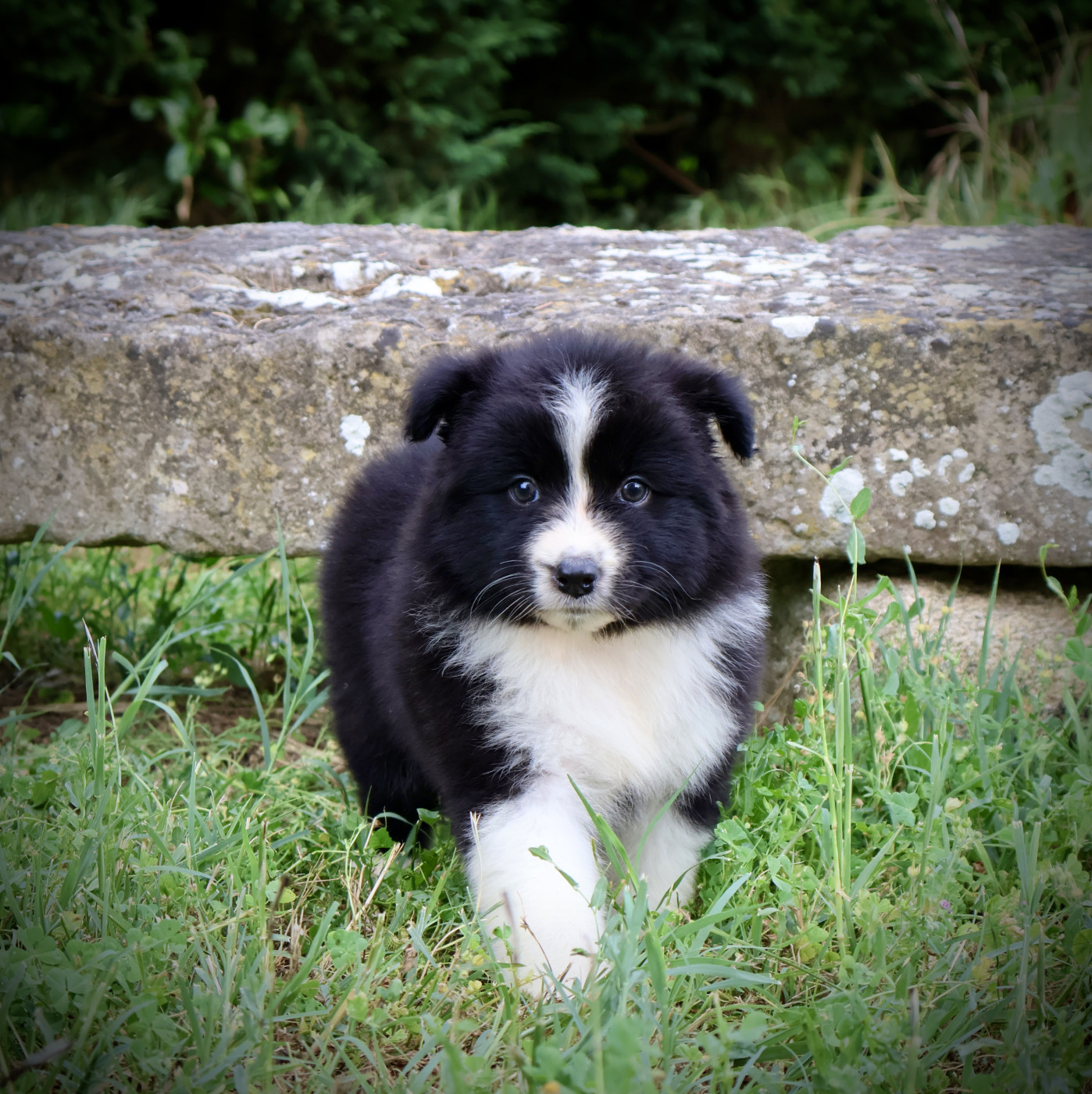 Red Rock River - Chiots disponibles - Berger Australien