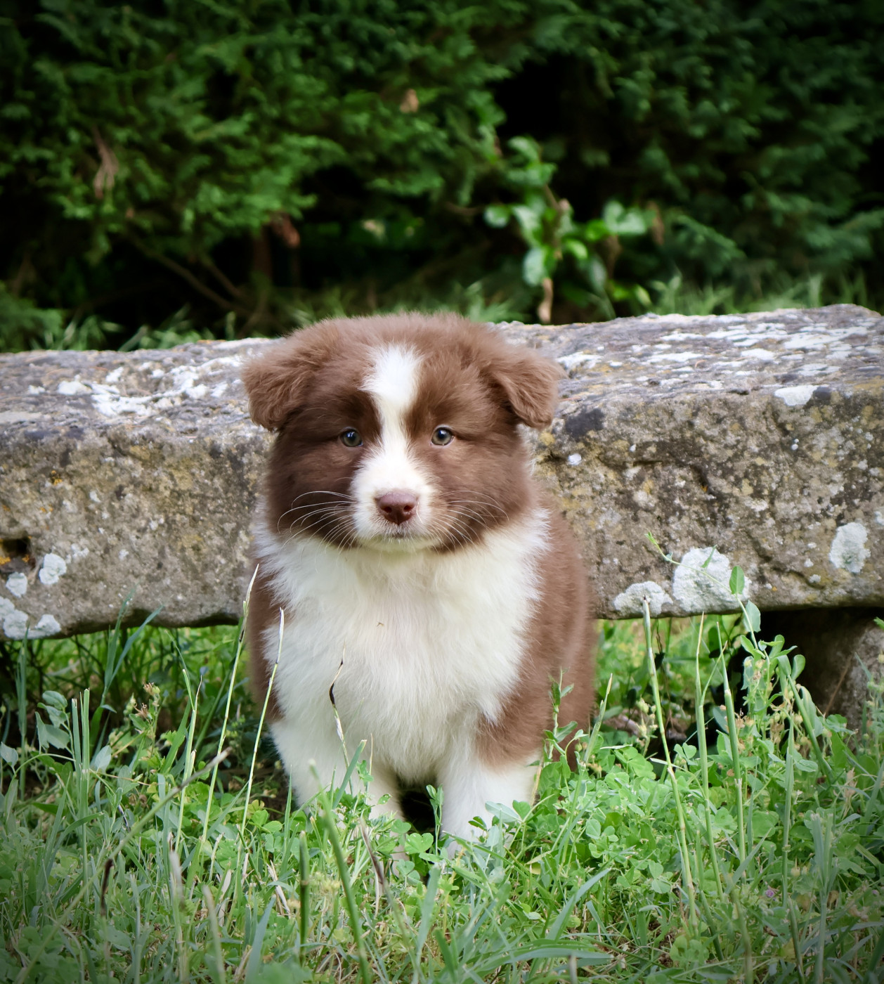 Red Rock River - Chiots disponibles - Berger Australien