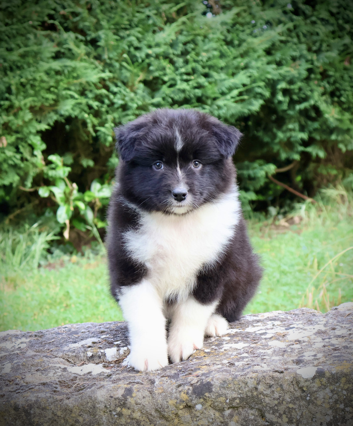 Red Rock River - Chiots disponibles - Berger Australien