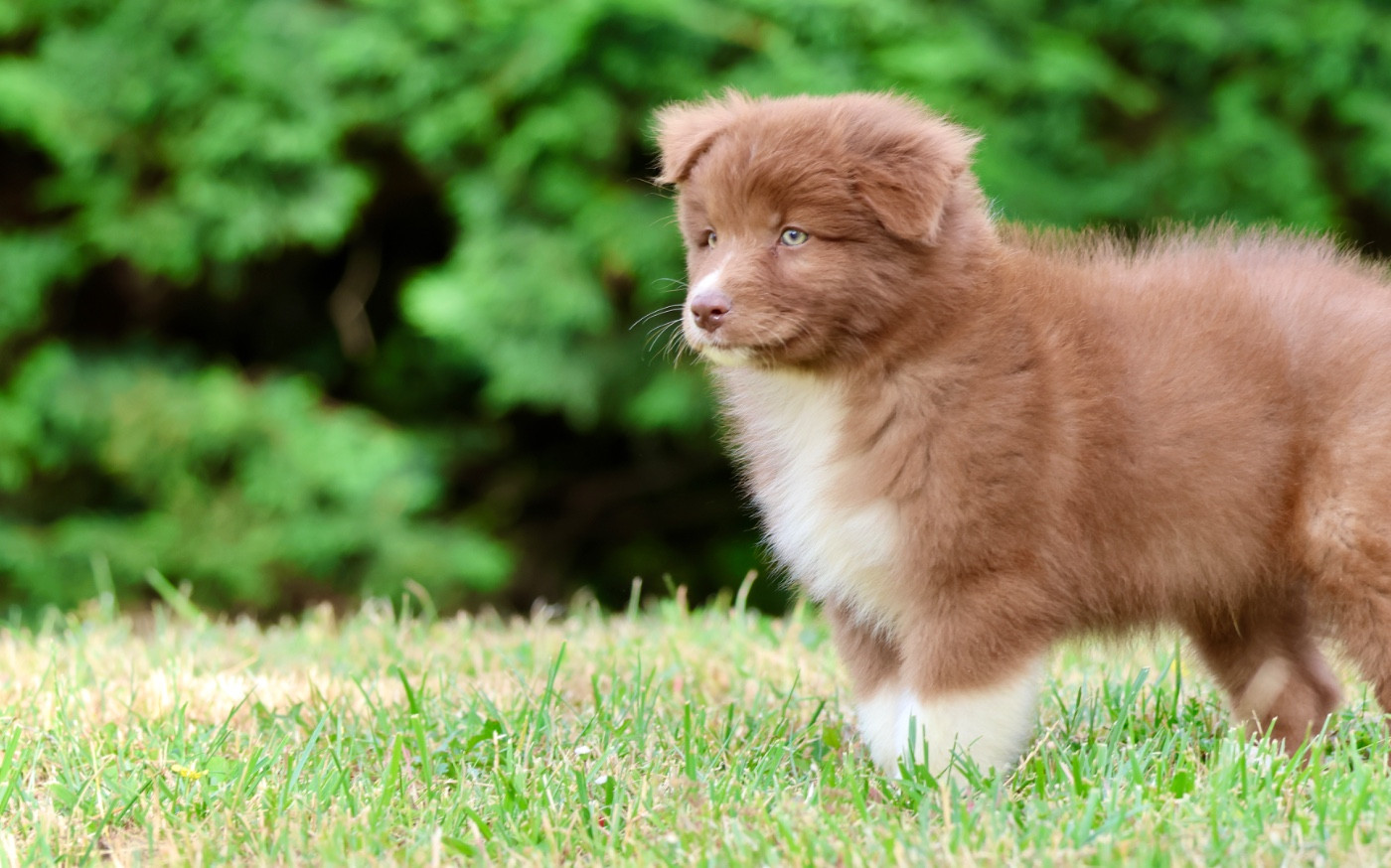 Red Rock River - Chiots disponibles - Berger Australien