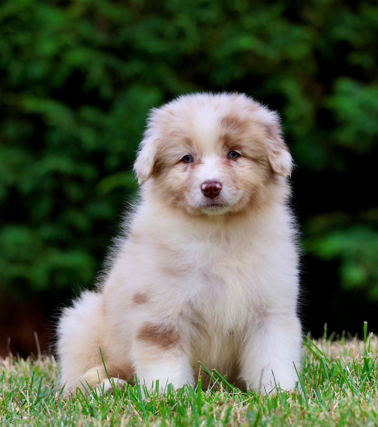 Red Rock River - Chiots disponibles - Berger Australien