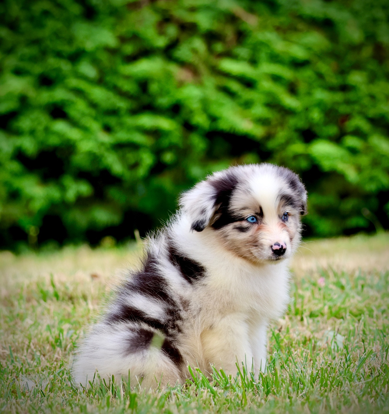 Red Rock River - Chiots disponibles - Berger Australien