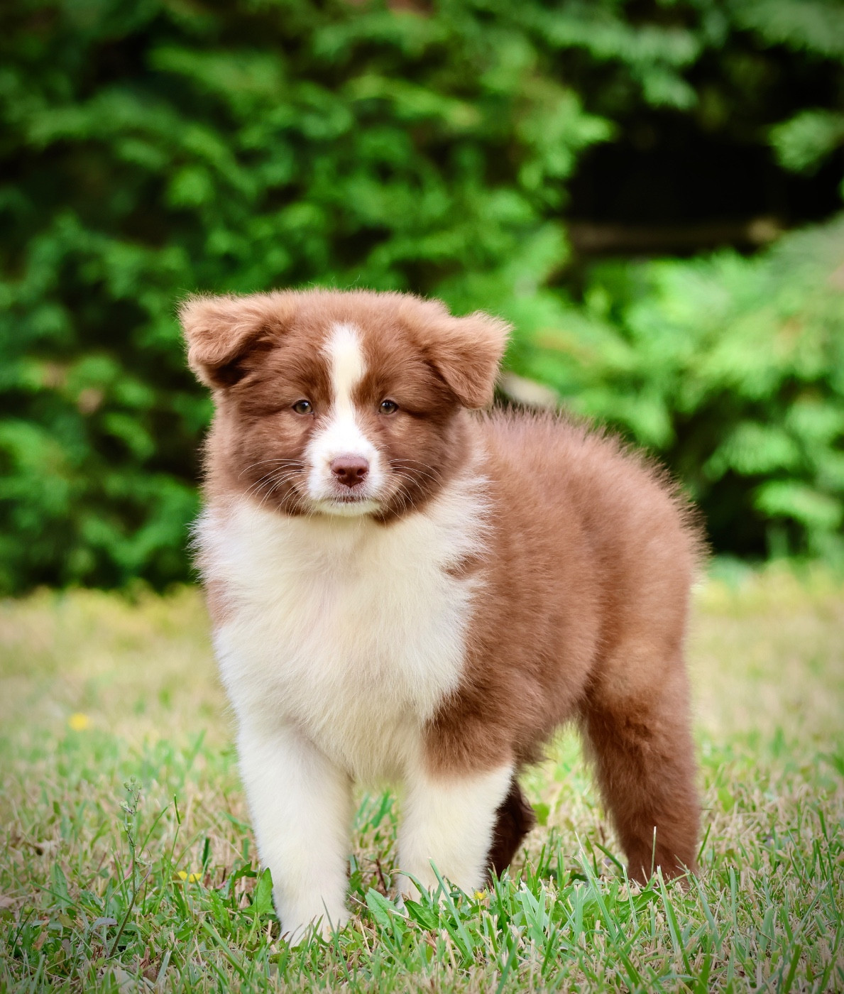 Red Rock River - Chiots disponibles - Berger Australien