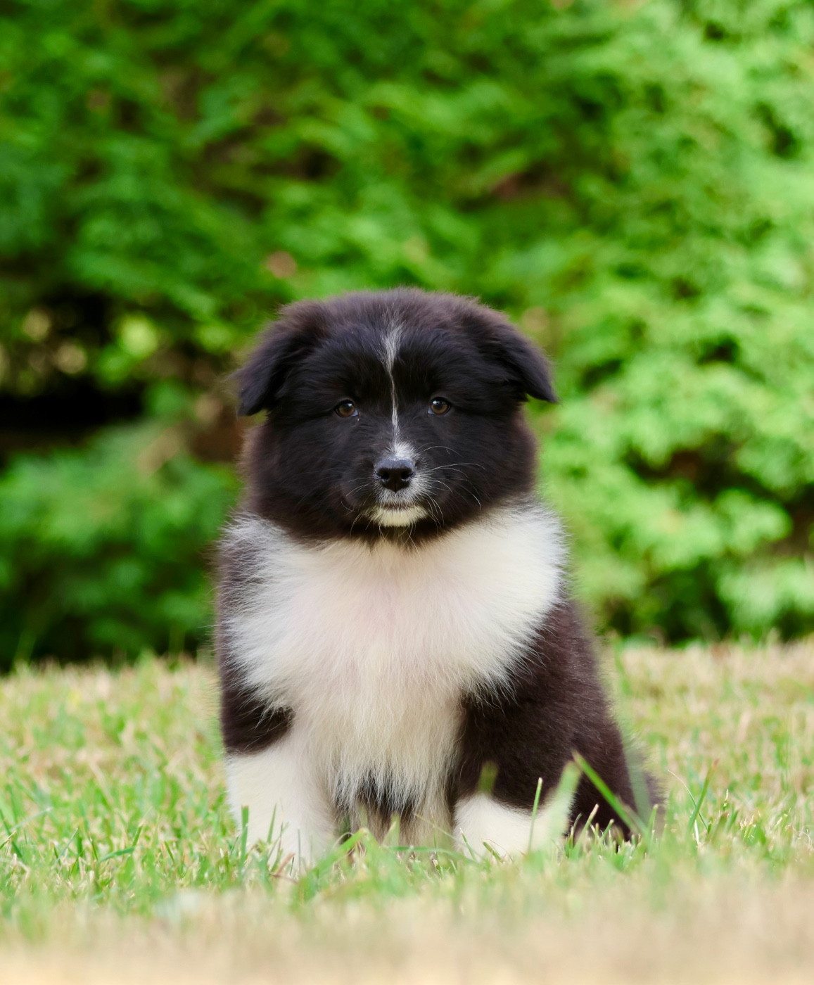 Red Rock River - Chiots disponibles - Berger Australien