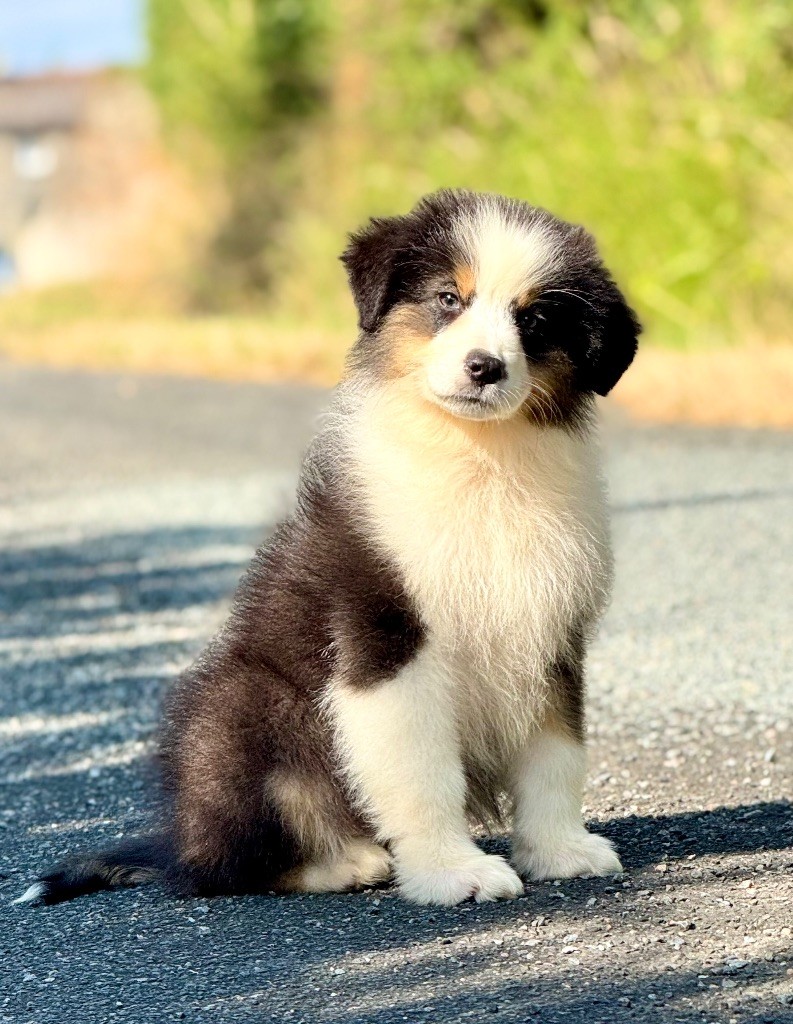 Red Rock River - Chiots disponibles - Berger Australien