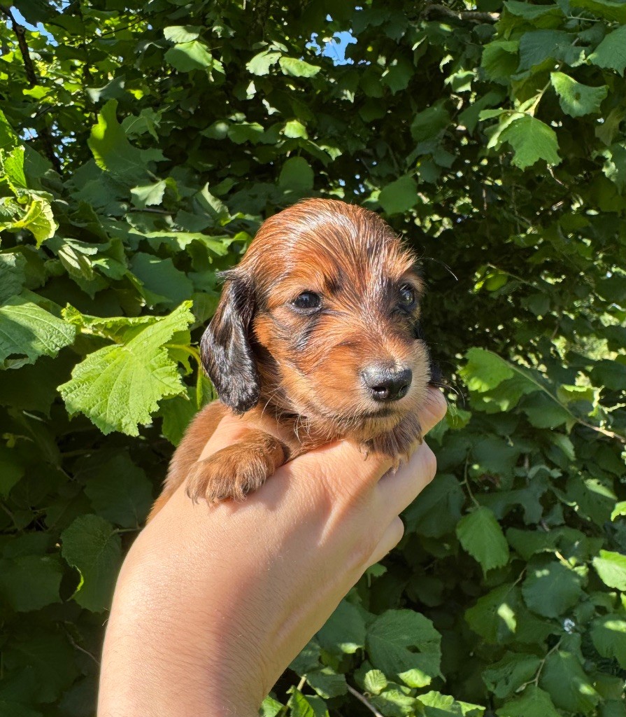 Red Rock River - Chiots disponibles - Teckel poil long