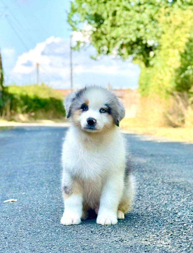 Red Rock River - Chiots disponibles - Berger Australien