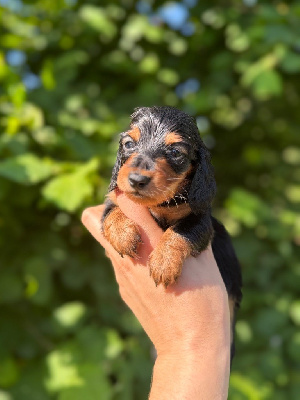 CHIOT 3