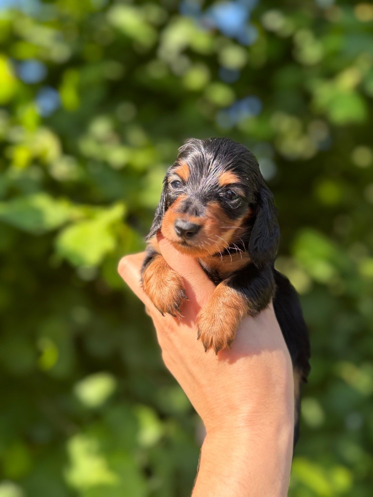 Red Rock River - Chiots disponibles - Teckel poil long