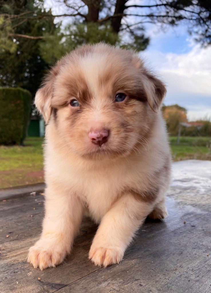 Mâle rouge merle bi