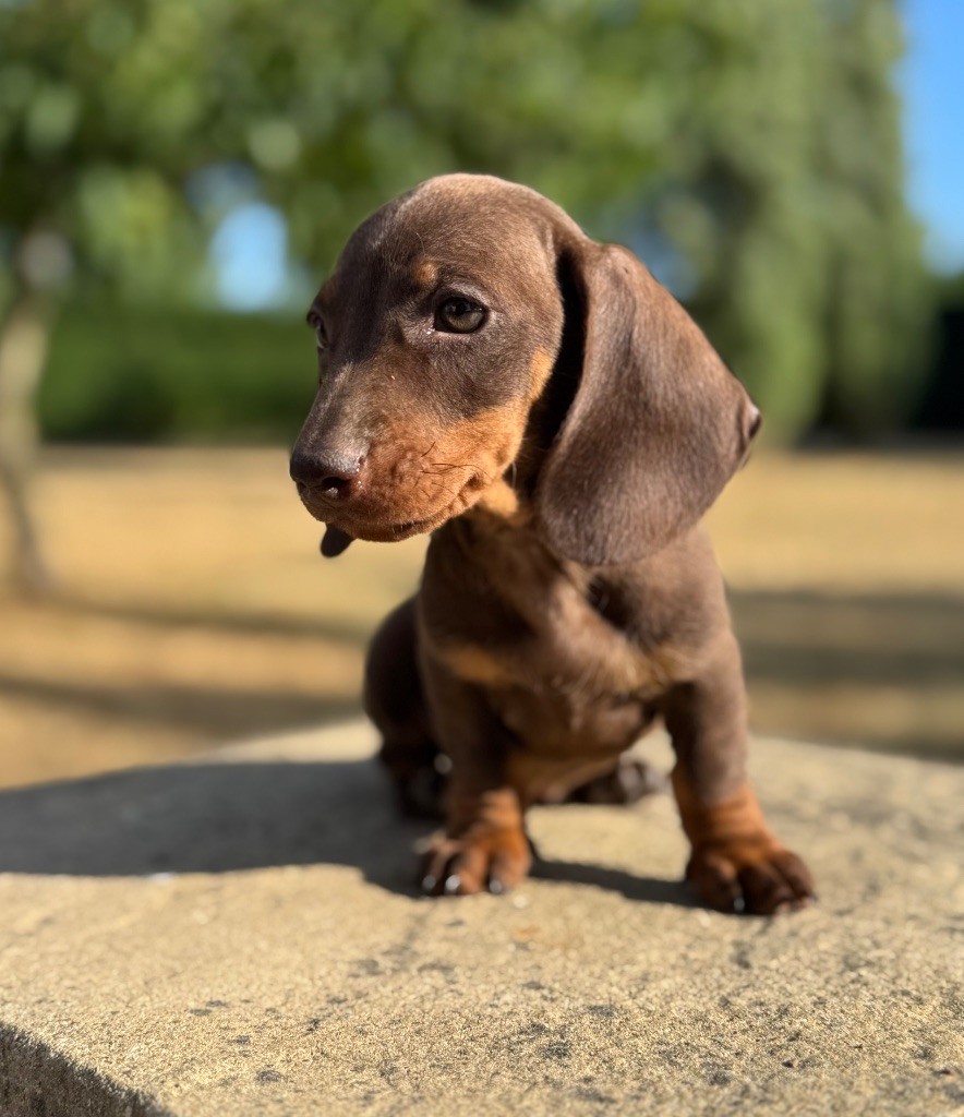 Red Rock River - Chiots disponibles - Teckel poil ras
