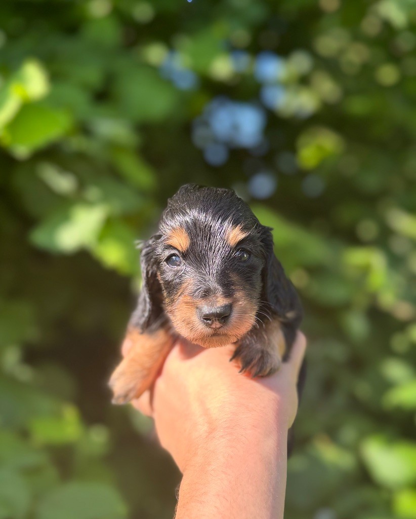 Red Rock River - Chiots disponibles - Teckel poil long
